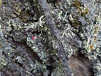 Cladonia macilenta image