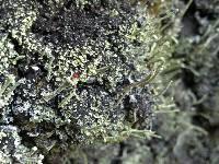 Cladonia macilenta image