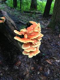 Laetiporus sulphureus image