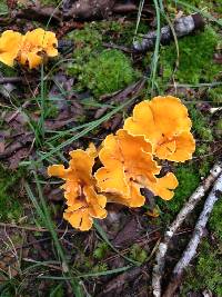 Cantharellus lateritius image