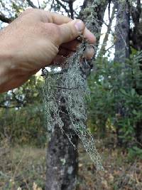 Ramalina menziesii image