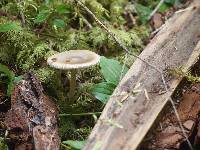 Pluteus cervinus image