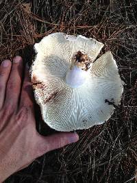 Russula brevipes image