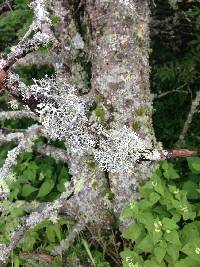 Pseudevernia cladonia image