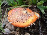 Amanita muscaria image