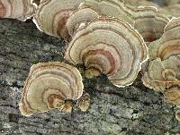 Trametes versicolor image