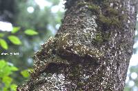 Lobaria pulmonaria image