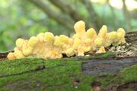 Laetiporus sulphureus image