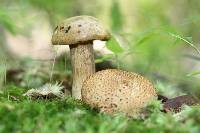 Pseudoboletus parasiticus image