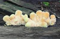 Laetiporus sulphureus image