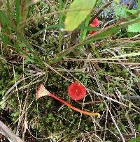 Hygrocybe cantharellus image