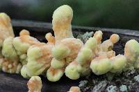 Laetiporus sulphureus image