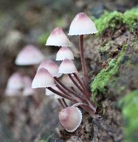 Mycena haematopus image