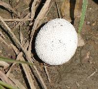 Lycoperdon marginatum image