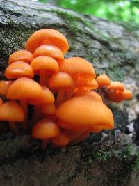 Mycena leaiana image