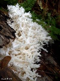 Hericium coralloides image