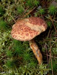 Suillus pictus image