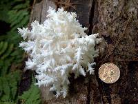 Hericium coralloides image