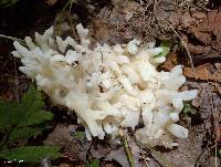 Tremella reticulata image