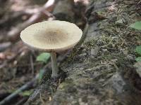 Pluteus cervinus image