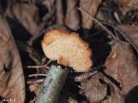 Polyporus varius image