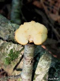 Polyporus varius image