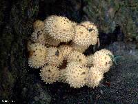 Pholiota squarrosa image