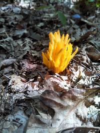 Clavulinopsis fusiformis image