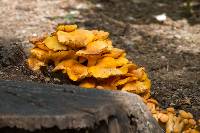 Omphalotus illudens image