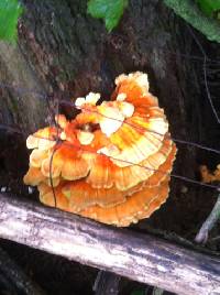 Laetiporus sulphureus image