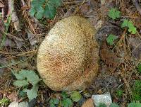 Suillus americanus image