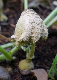 Leucocoprinus birnbaumii image