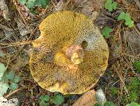 Suillus americanus image