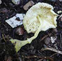 Leucocoprinus birnbaumii image