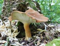 Polyporus radicatus image