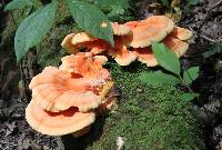 Laetiporus sulphureus image