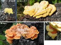 Laetiporus sulphureus image