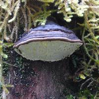 Ganoderma applanatum image