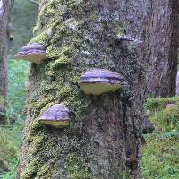 Ganoderma applanatum image