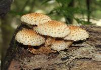 Pholiota squarrosa image