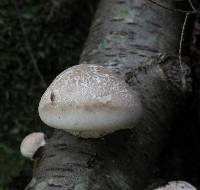 Fomitopsis betulina image