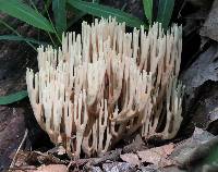 Ramaria stricta image