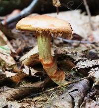 Cortinarius armillatus image