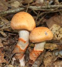 Cortinarius armillatus image