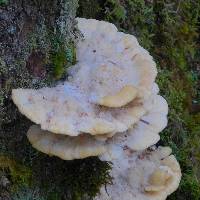 Laetiporus conifericola image