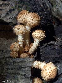 Pholiota squarrosa image