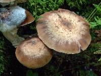 Armillaria mellea image