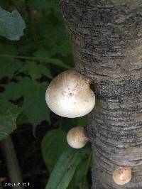 Fomitopsis betulina image