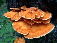 Laetiporus sulphureus image