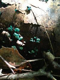 Chlorociboria aeruginascens image